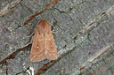 BUITEN BEELD Foto: 101507