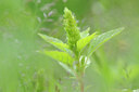 BUITEN BEELD Foto: 101591
