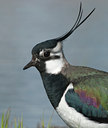 BUITEN BEELD Foto: 101680