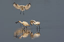 BUITEN BEELD Foto: 101737