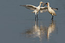 BUITEN BEELD Foto: 101740