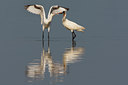BUITEN BEELD Foto: 101785