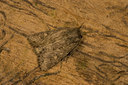 BUITEN BEELD Foto: 101876