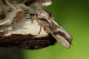 BUITEN BEELD Foto: 101900
