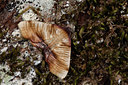 BUITEN BEELD Foto: 101913