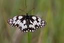 BUITEN BEELD Foto: 101928