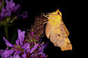 BUITEN BEELD Foto: 102020