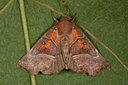 BUITEN BEELD Foto: 102087