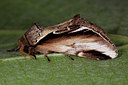 BUITEN BEELD Foto: 102109
