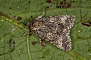 BUITEN BEELD Foto: 102244