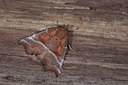BUITEN BEELD Foto: 102284