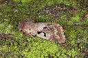 BUITEN BEELD Foto: 102287