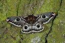 BUITEN BEELD Foto: 102291