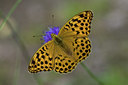 BUITEN BEELD Foto: 102387