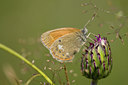 BUITEN BEELD Foto: 102518