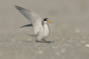BUITEN BEELD Foto: 102624