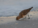 BUITEN BEELD Foto: 102636
