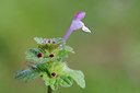 BUITEN BEELD Foto: 102646