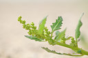BUITEN BEELD Foto: 102664