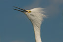BUITEN BEELD Foto: 102696