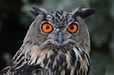 BUITEN BEELD Foto: 102740