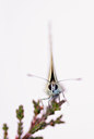 BUITEN BEELD Foto: 102787