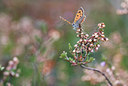 BUITEN BEELD Foto: 102788