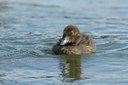 BUITEN BEELD Foto: 102830