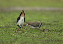 BUITEN BEELD Foto: 102883