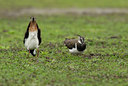 BUITEN BEELD Foto: 102885