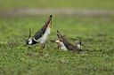 BUITEN BEELD Foto: 102886