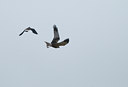BUITEN BEELD Foto: 102897