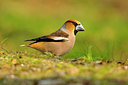 BUITEN BEELD Foto: 102933