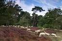 BUITEN BEELD Foto: 102996