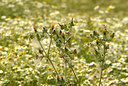 BUITEN BEELD Foto: 103001