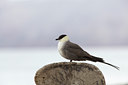 BUITEN BEELD Foto: 103171