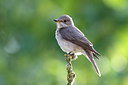 BUITEN BEELD Foto: 103246