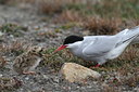 BUITEN BEELD Foto: 103308