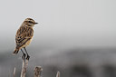 BUITEN BEELD Foto: 103314