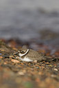BUITEN BEELD Foto: 103322
