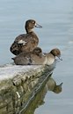 BUITEN BEELD Foto: 103436