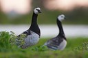 BUITEN BEELD Foto: 103474
