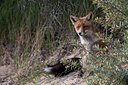 BUITEN BEELD Foto: 103487