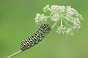 BUITEN BEELD Foto: 103515