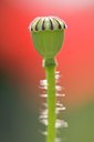 BUITEN BEELD Foto: 103524