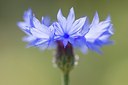 BUITEN BEELD Foto: 103530
