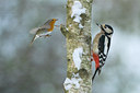 BUITEN BEELD Foto: 103562
