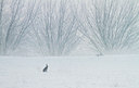 BUITEN BEELD Foto: 103615
