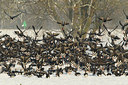 BUITEN BEELD Foto: 103622