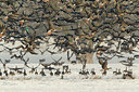 BUITEN BEELD Foto: 103623